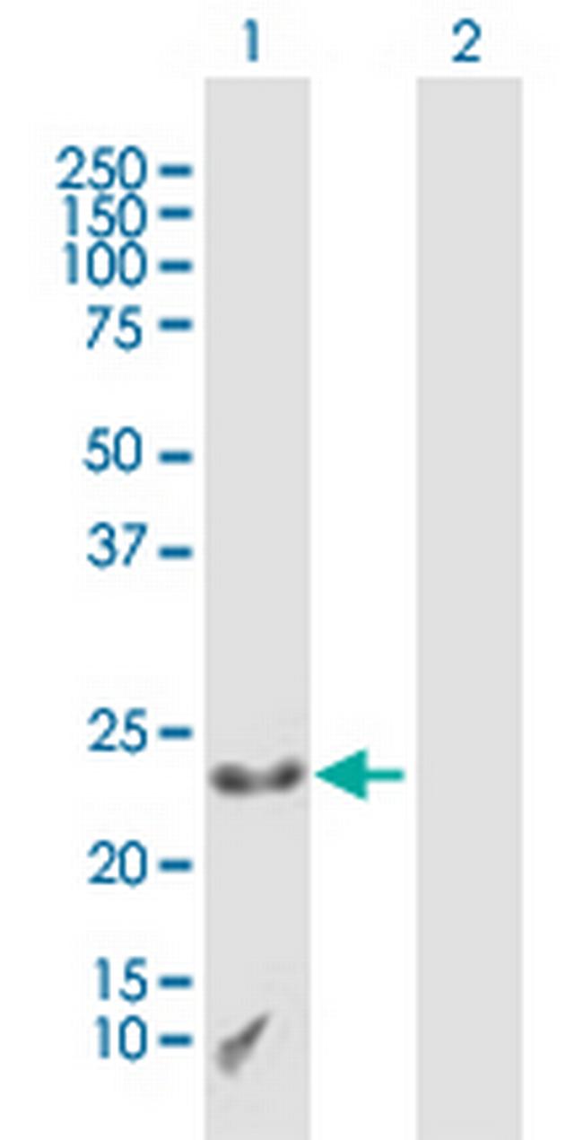 CXX1 Antibody in Western Blot (WB)