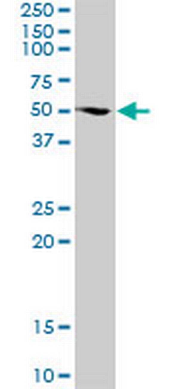 FUBP3 Antibody in Western Blot (WB)