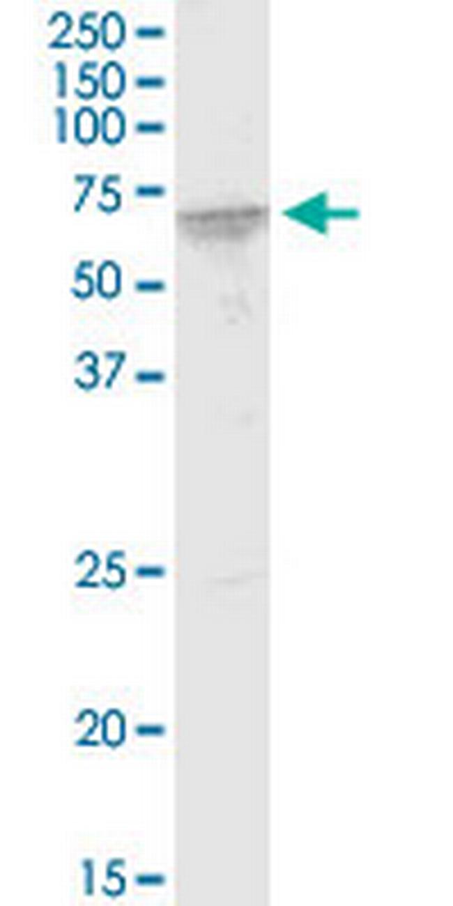 FUBP3 Antibody in Western Blot (WB)
