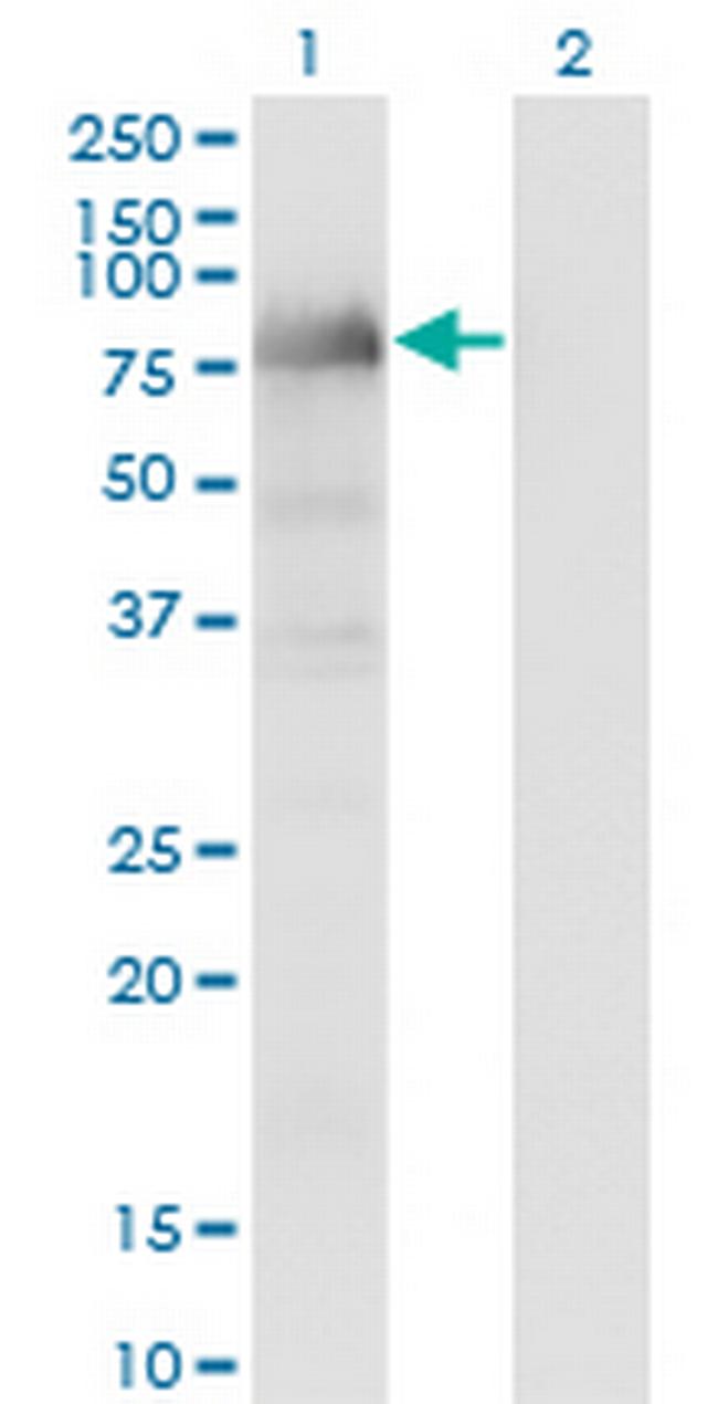 LIMD1 Antibody in Western Blot (WB)