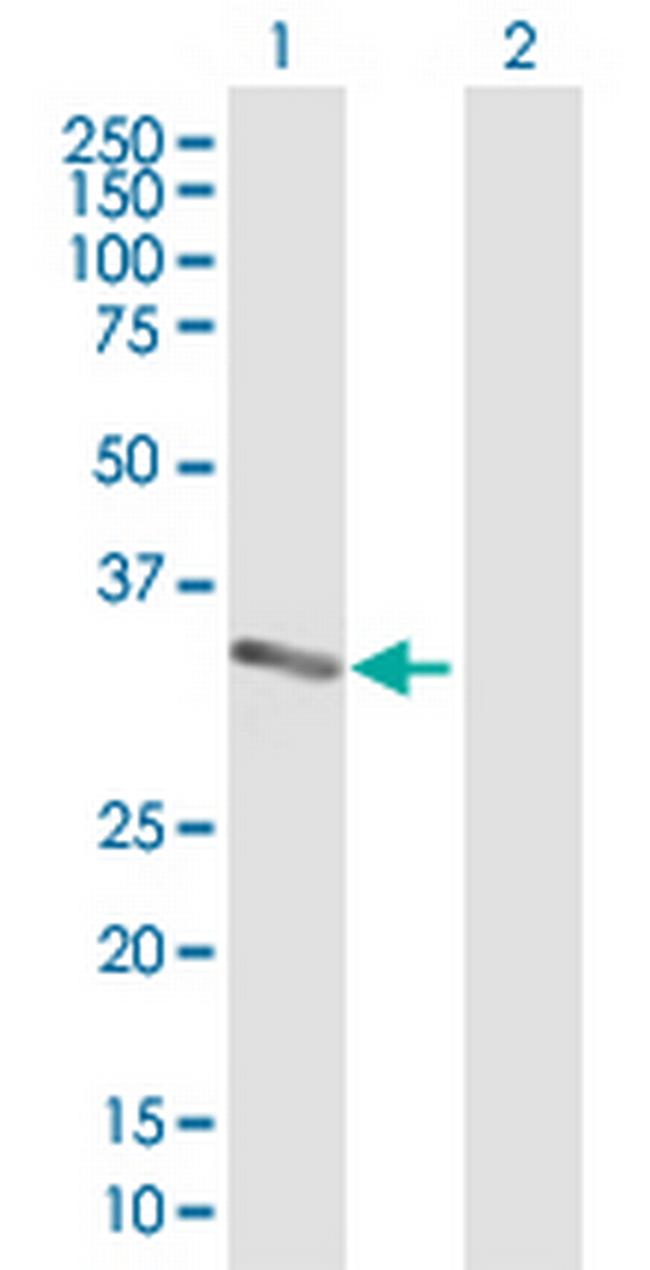 MPZL1 Antibody in Western Blot (WB)