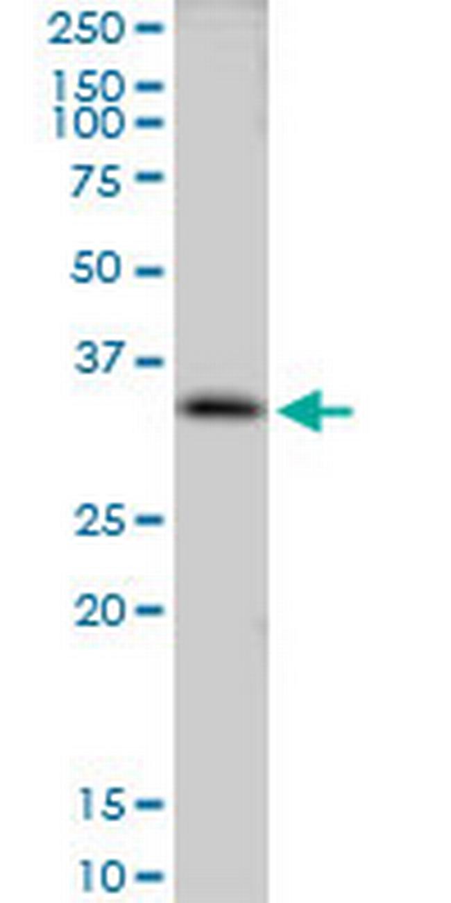 CLIC3 Antibody in Western Blot (WB)