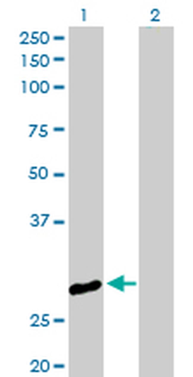 CLIC3 Antibody in Western Blot (WB)