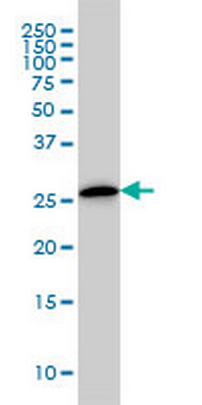 CLIC3 Antibody in Western Blot (WB)