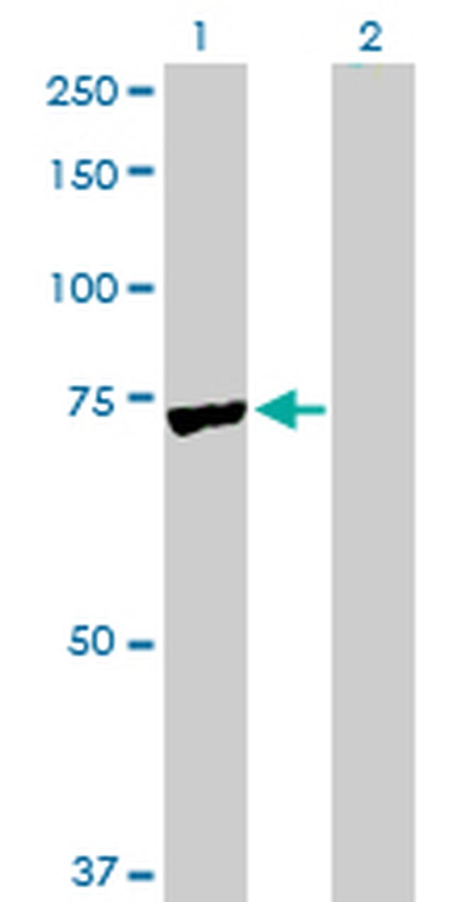 PAPSS2 Antibody in Western Blot (WB)