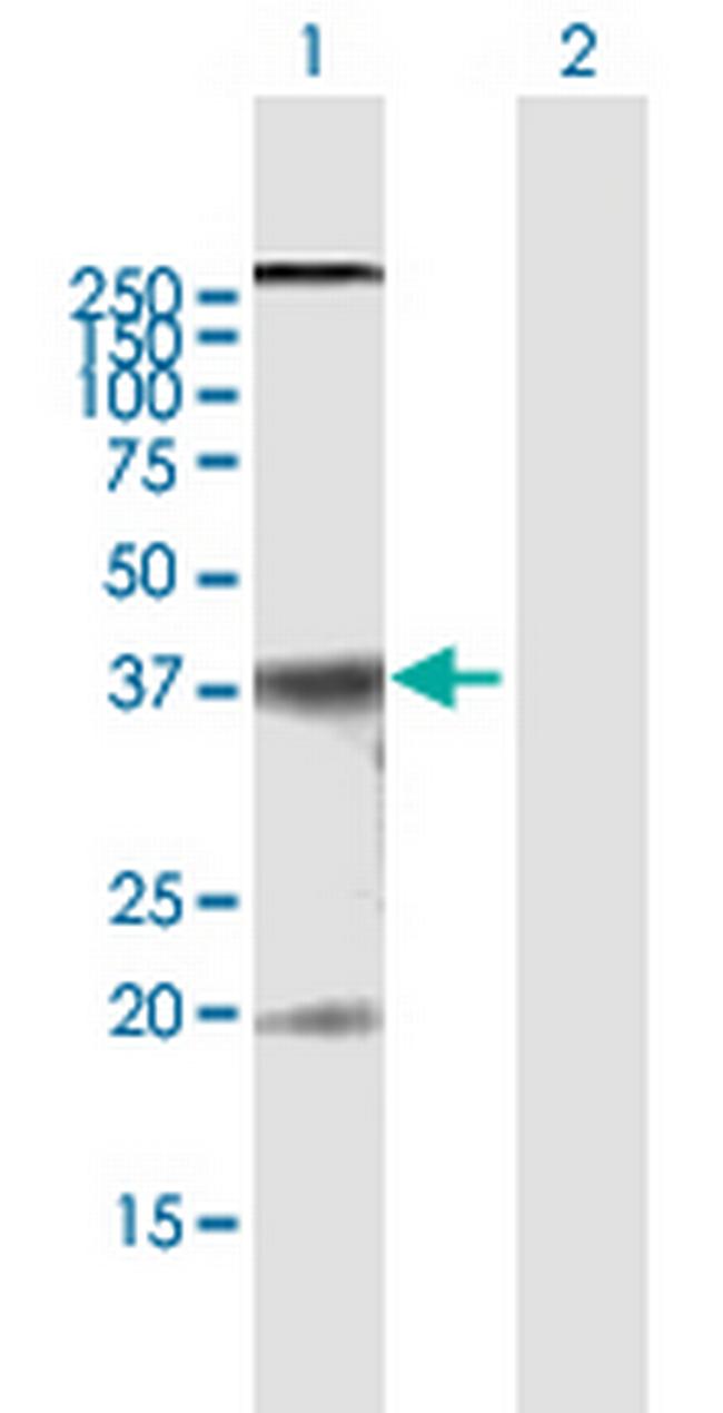 CLDN10 Antibody in Western Blot (WB)