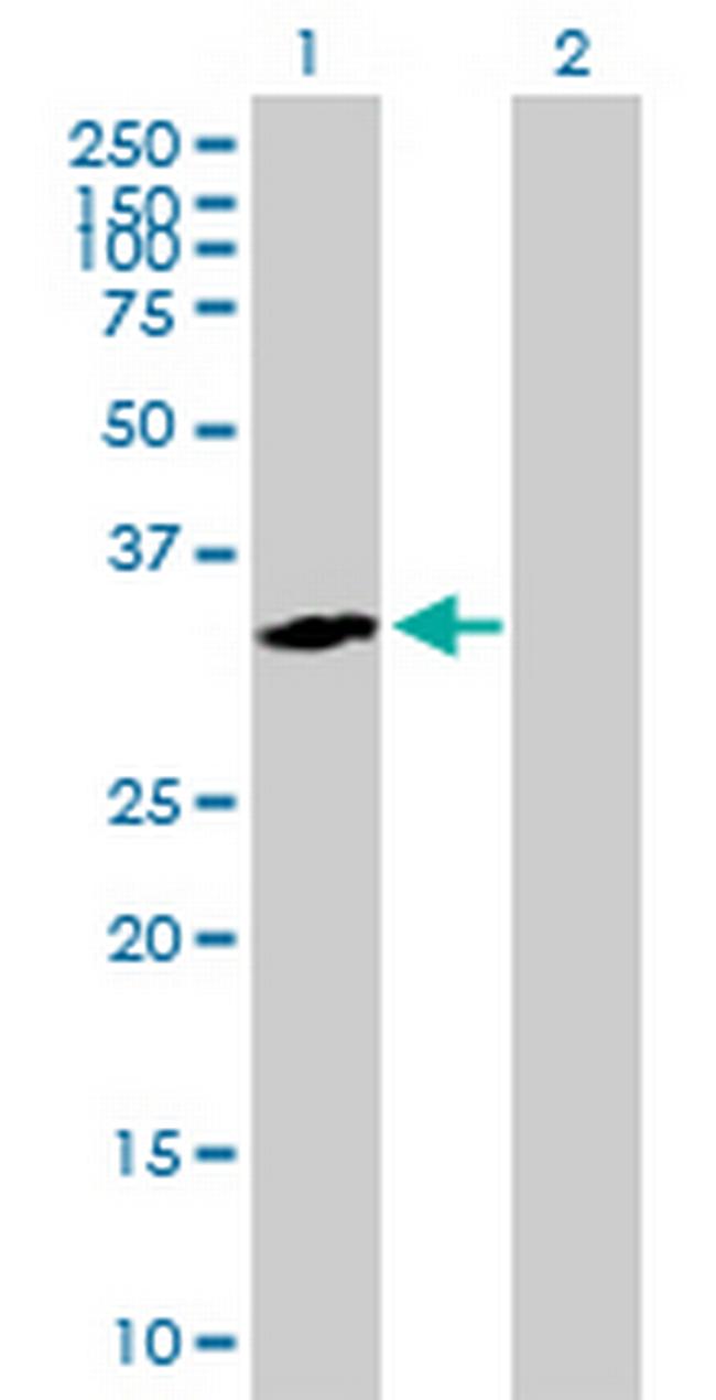 RGN Antibody in Western Blot (WB)