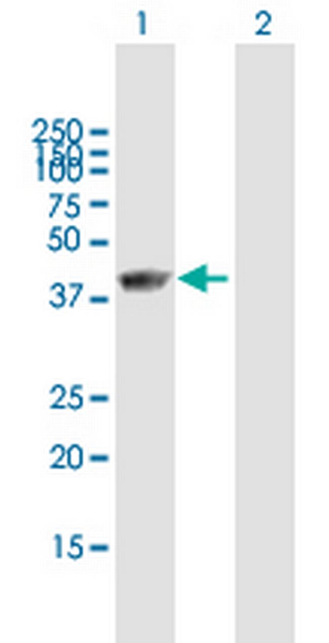 FAM50A Antibody in Western Blot (WB)