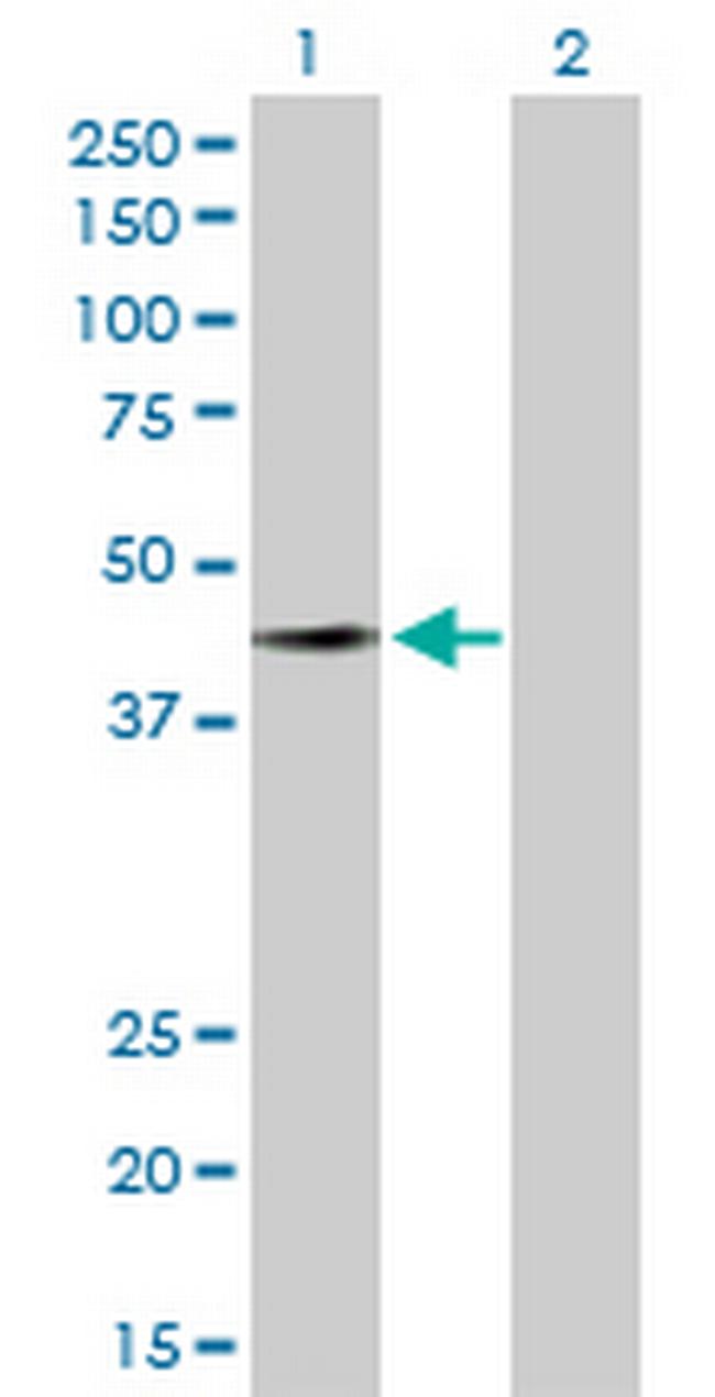 FAM50A Antibody in Western Blot (WB)