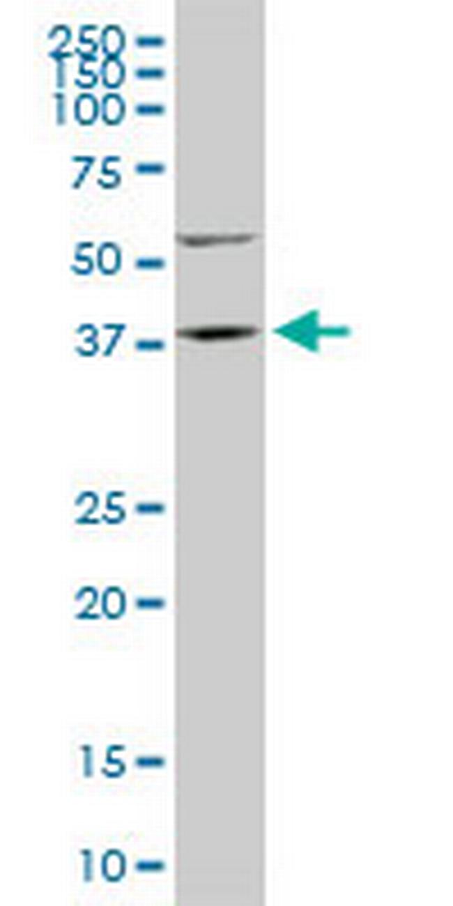 FAM50A Antibody in Western Blot (WB)