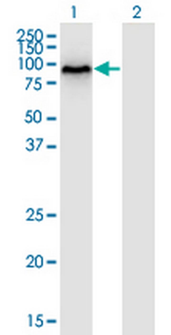 DYRK1B Antibody in Western Blot (WB)