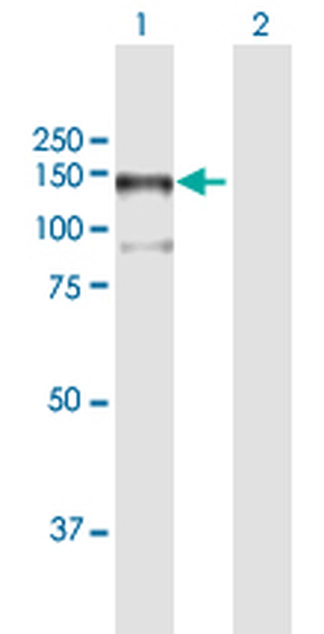 MAP3K13 Antibody in Western Blot (WB)