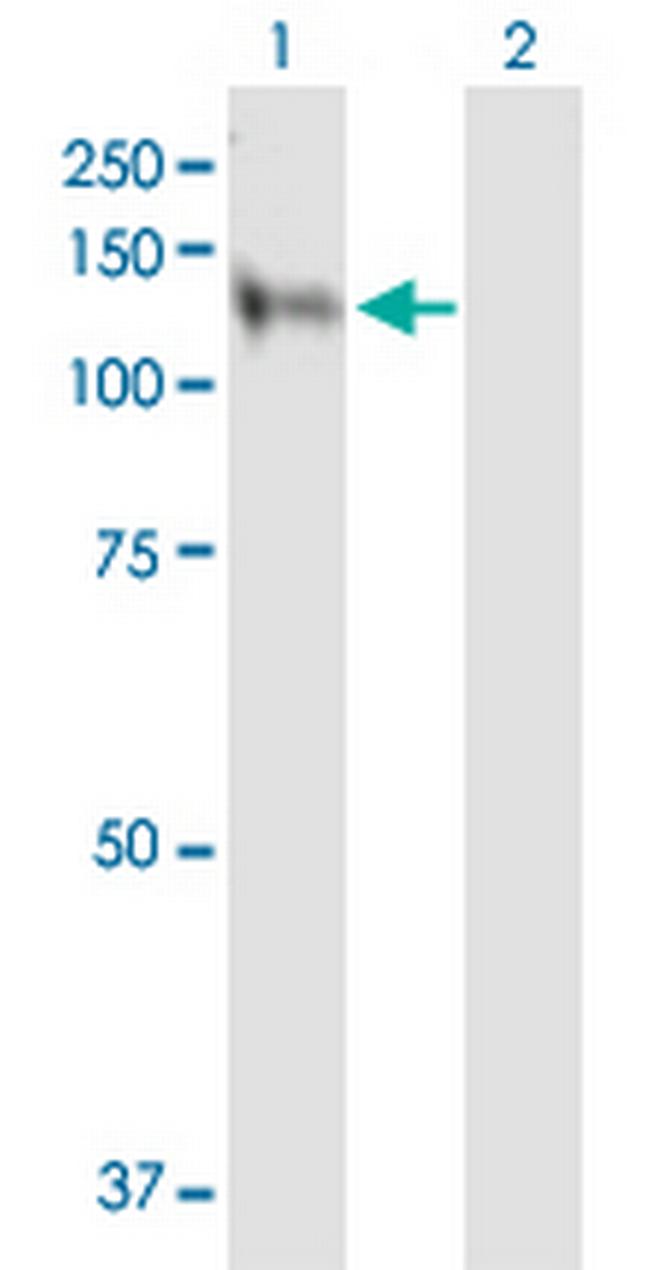 MAP3K13 Antibody in Western Blot (WB)