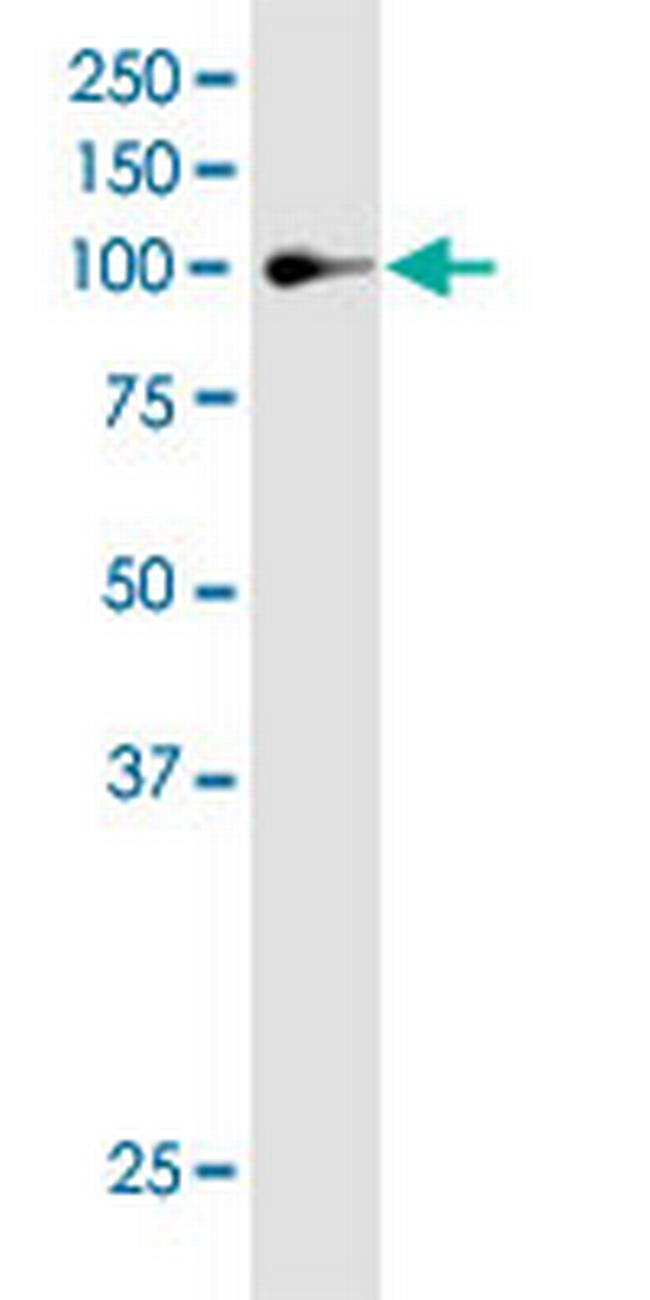 MAP3K13 Antibody in Western Blot (WB)