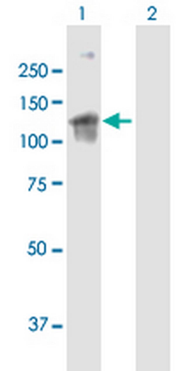 ARHGEF2 Antibody in Western Blot (WB)