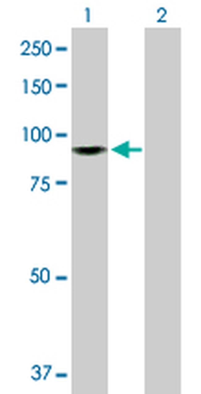 ZW10 Antibody in Western Blot (WB)