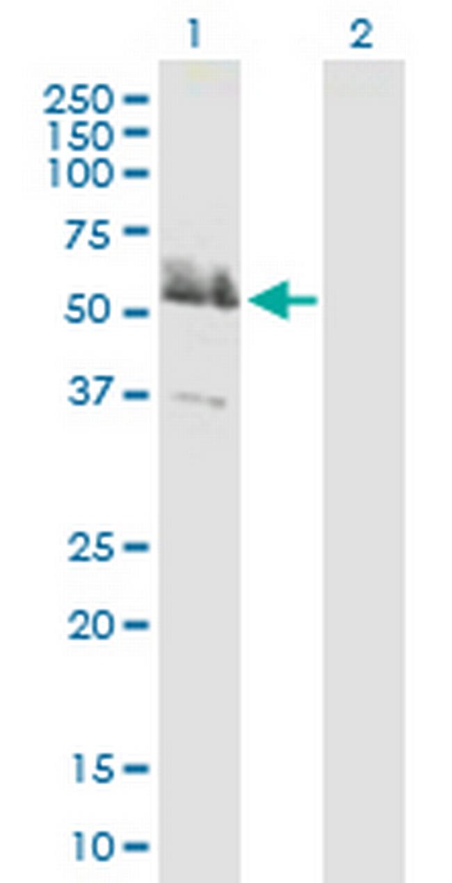 LRRFIP2 Antibody in Western Blot (WB)