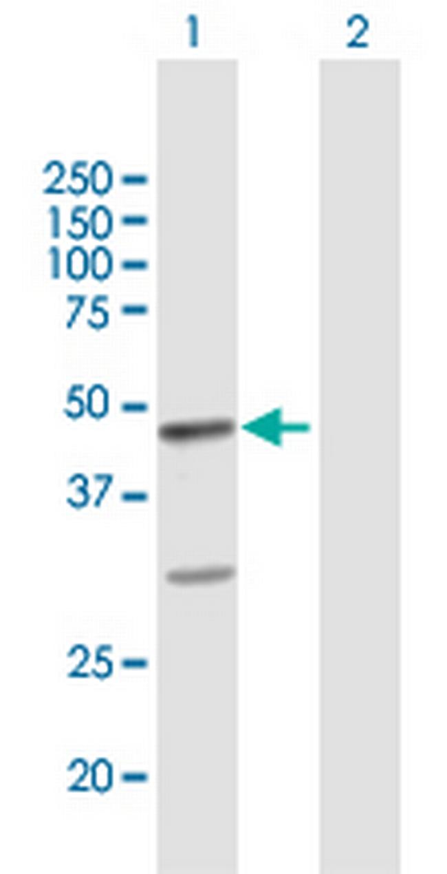FAIM3 Antibody in Western Blot (WB)