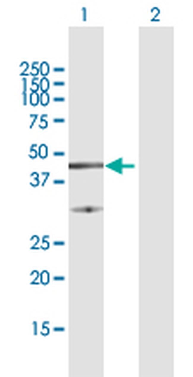 FAIM3 Antibody in Western Blot (WB)
