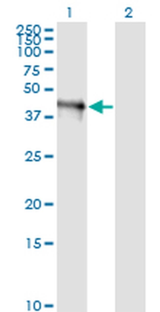 FAIM3 Antibody in Western Blot (WB)