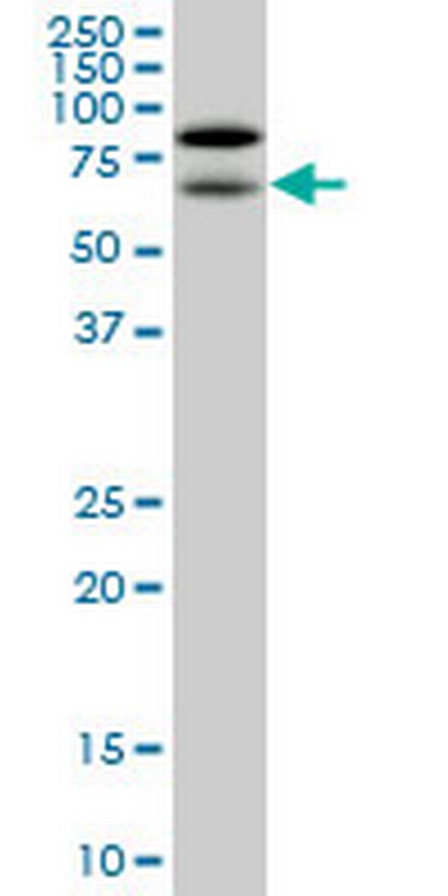 NOLC1 Antibody in Western Blot (WB)