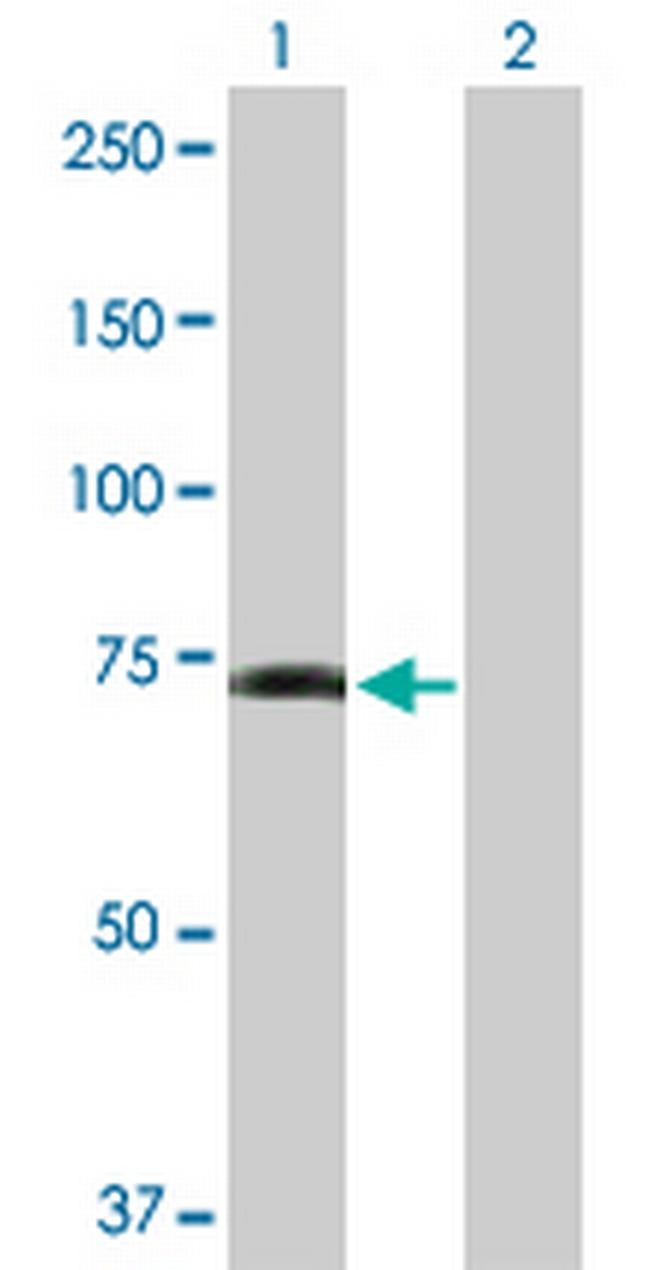 GPR50 Antibody in Western Blot (WB)
