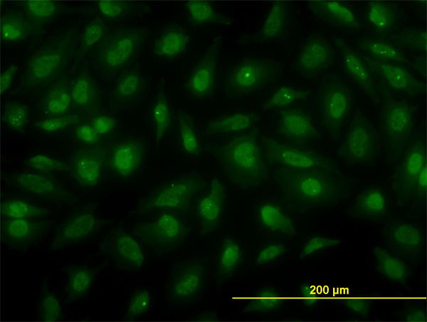 PSCD3 Antibody in Immunocytochemistry (ICC/IF)