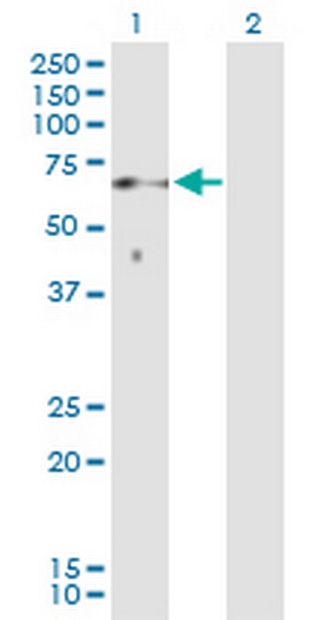 SOCS6 Antibody in Western Blot (WB)