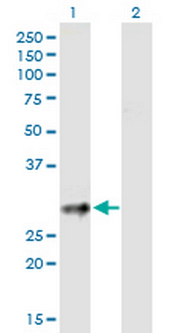 CD83 Antibody in Western Blot (WB)