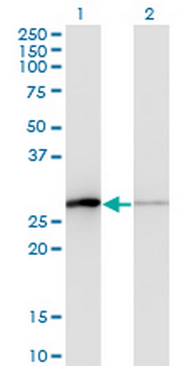 TCEAL1 Antibody in Western Blot (WB)