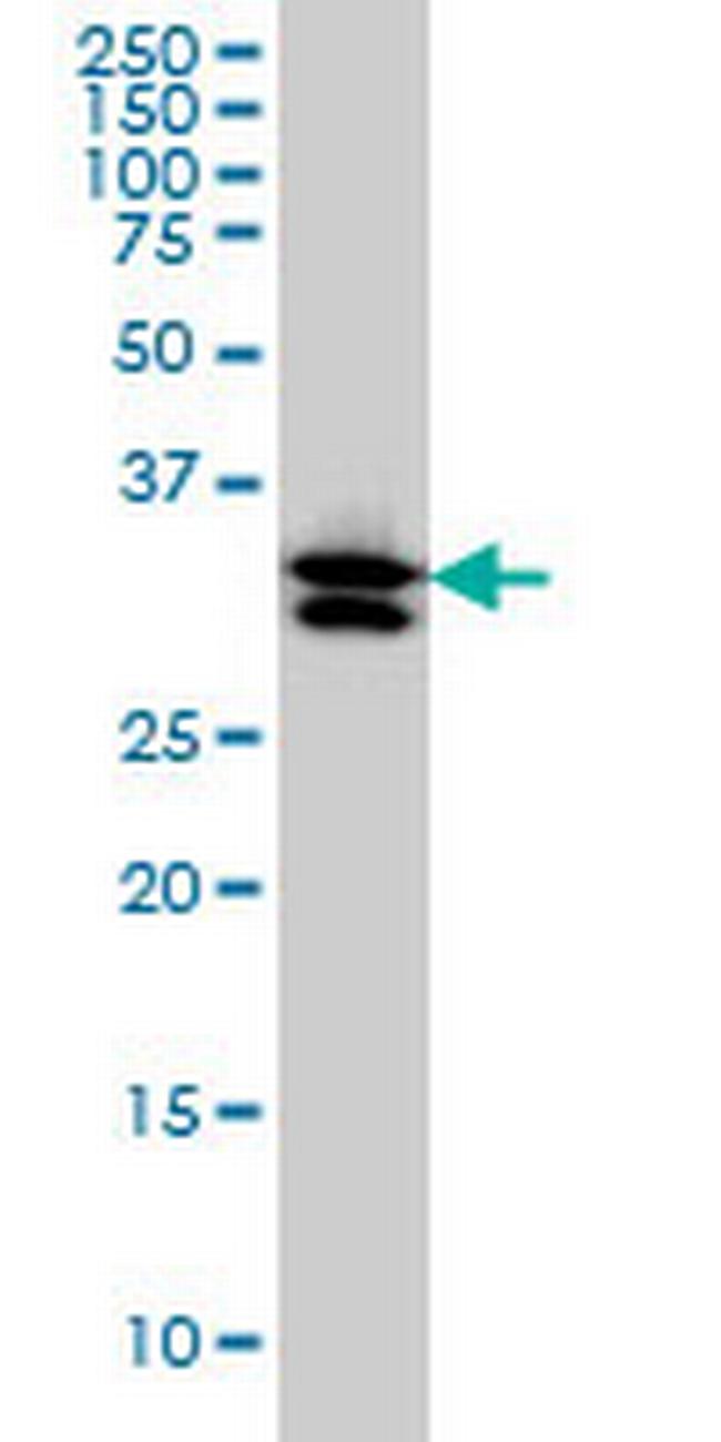 TXNL1 Antibody in Western Blot (WB)