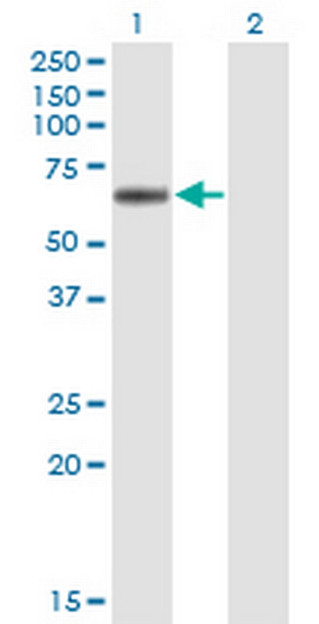 LIPG Antibody in Western Blot (WB)