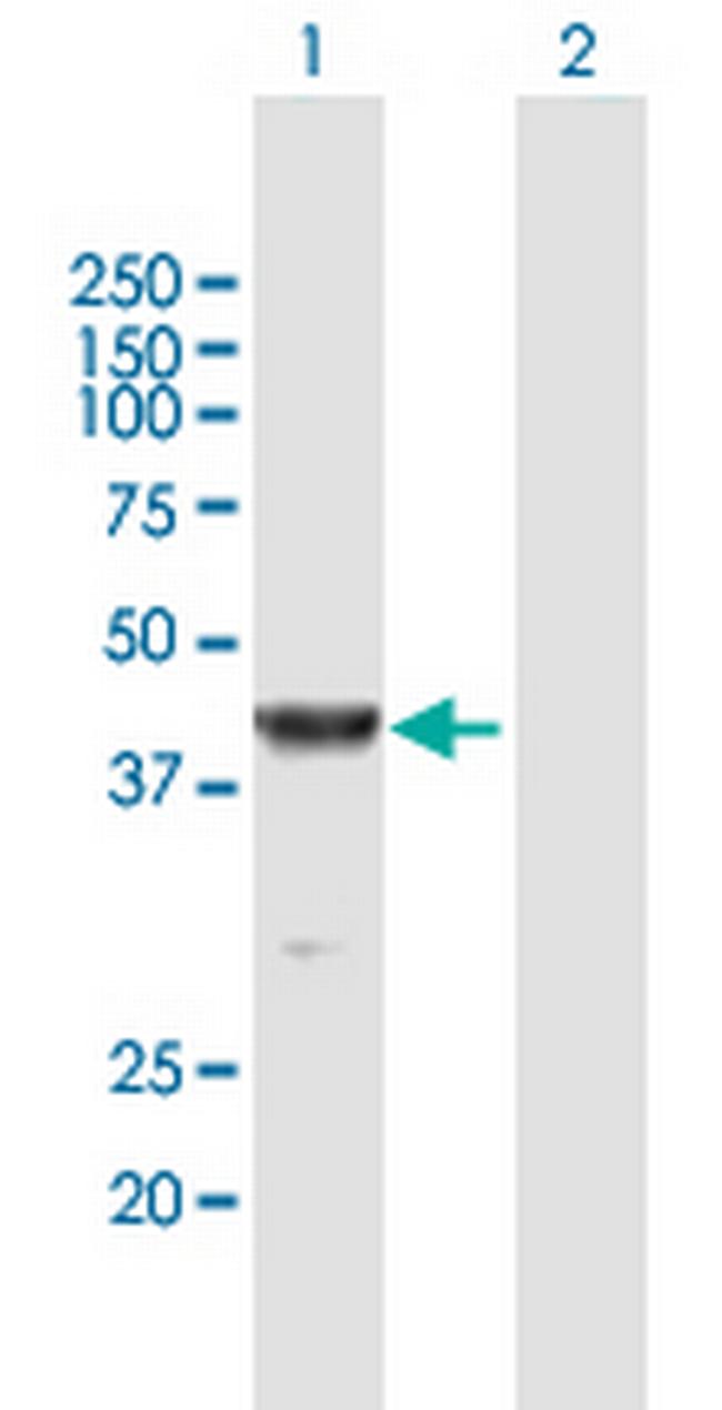 GRAP2 Antibody in Western Blot (WB)