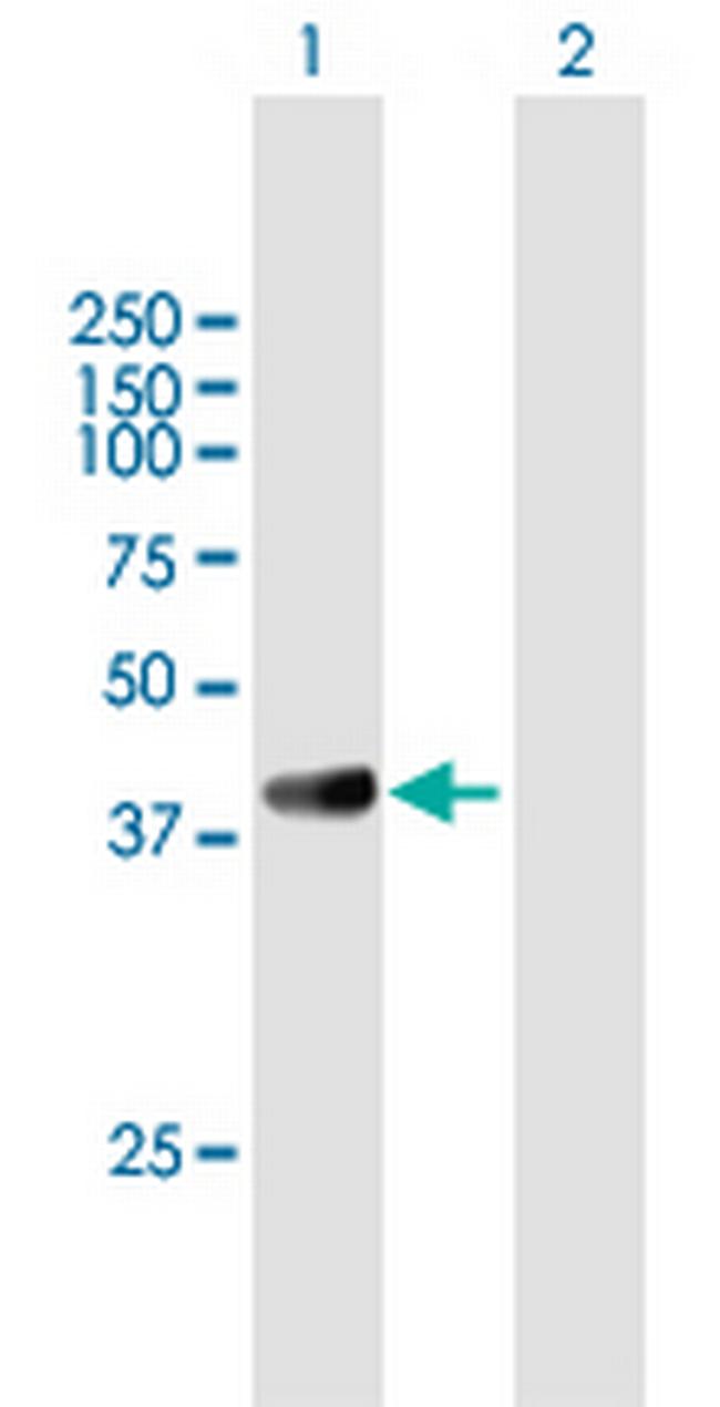 GRAP2 Antibody in Western Blot (WB)