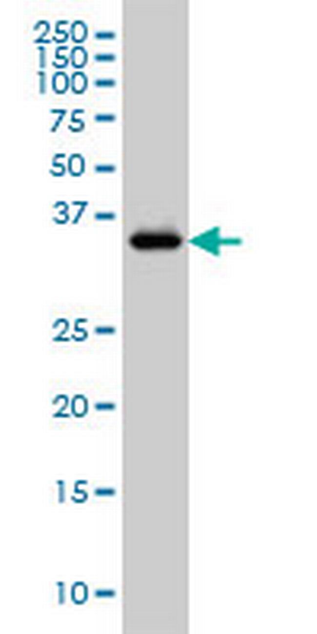 GRAP2 Antibody in Western Blot (WB)