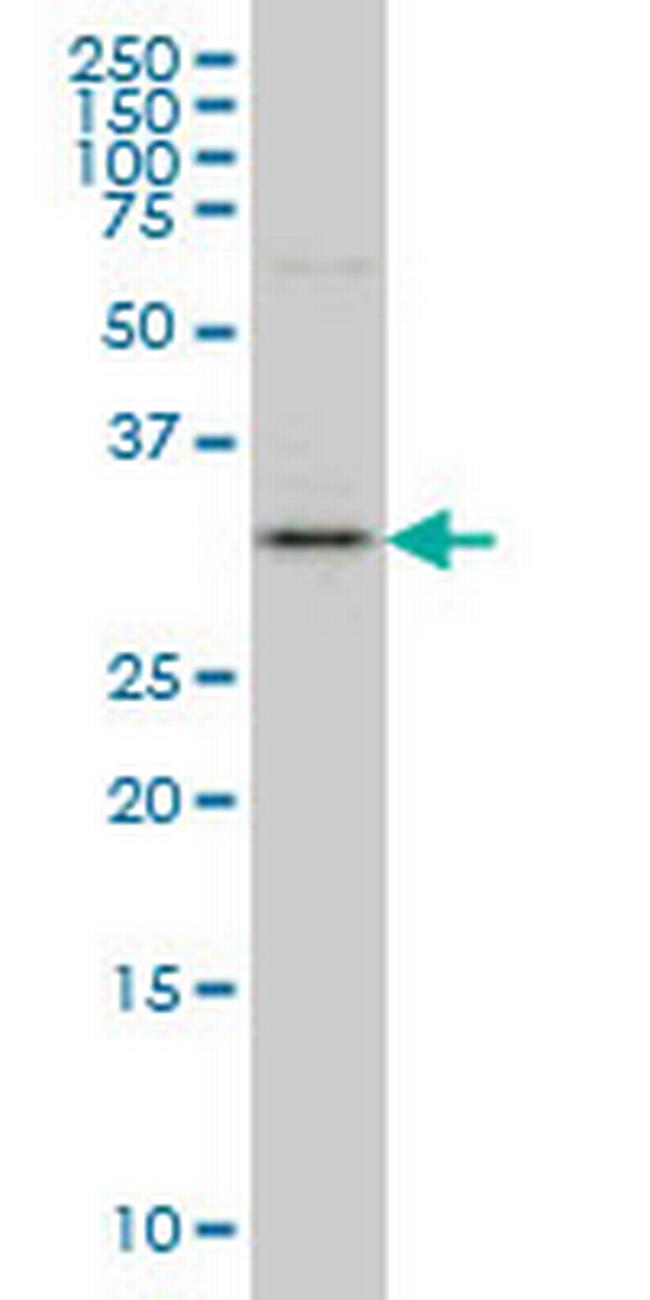 C9orf61 Antibody in Western Blot (WB)