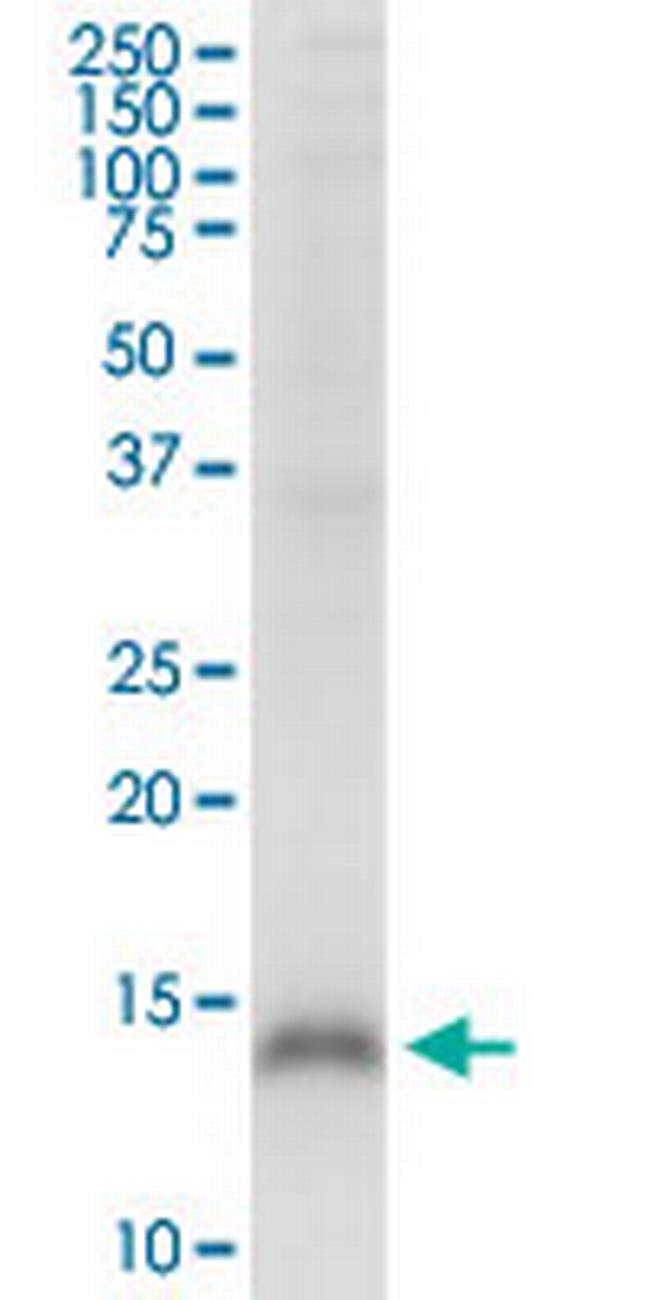 CRIPT Antibody in Western Blot (WB)