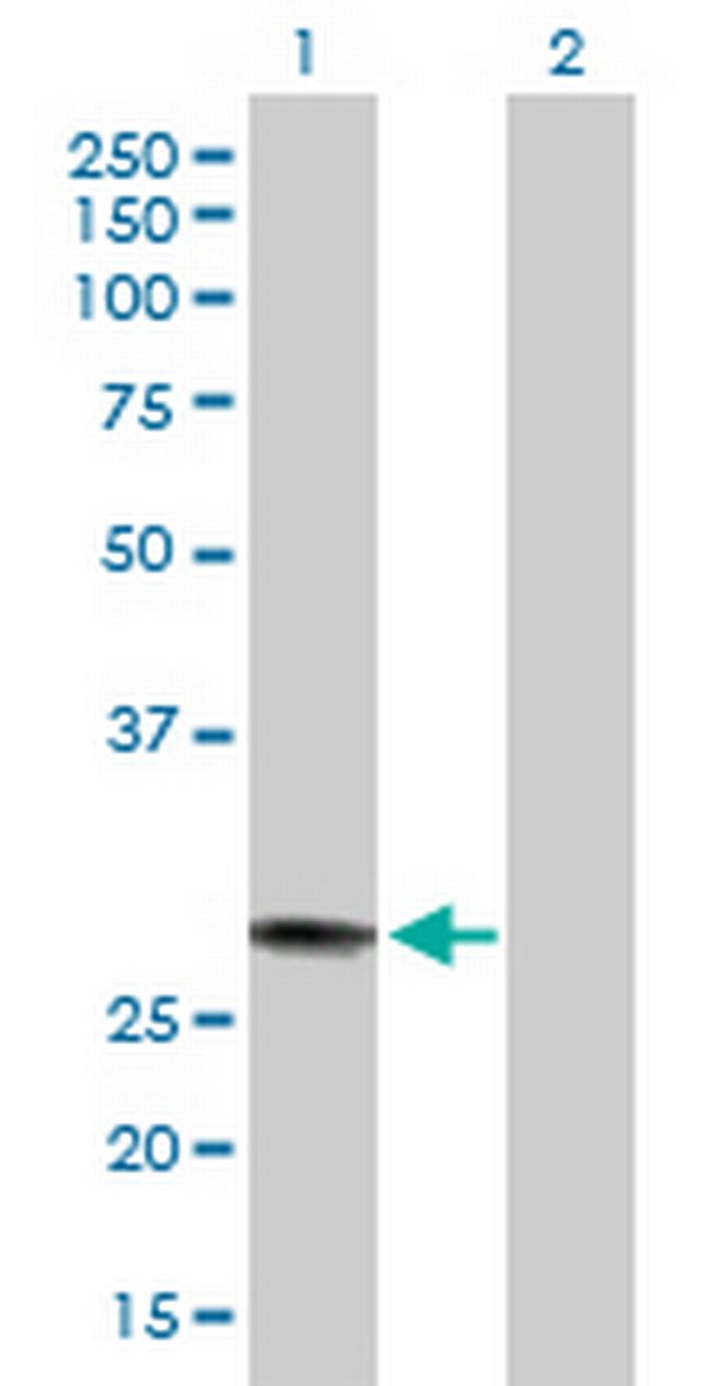 MED7 Antibody in Western Blot (WB)