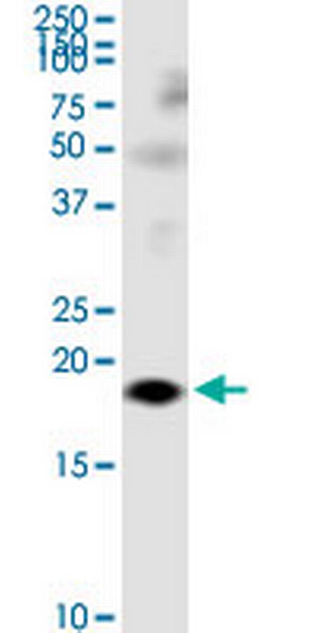 LY86 Antibody in Western Blot (WB)
