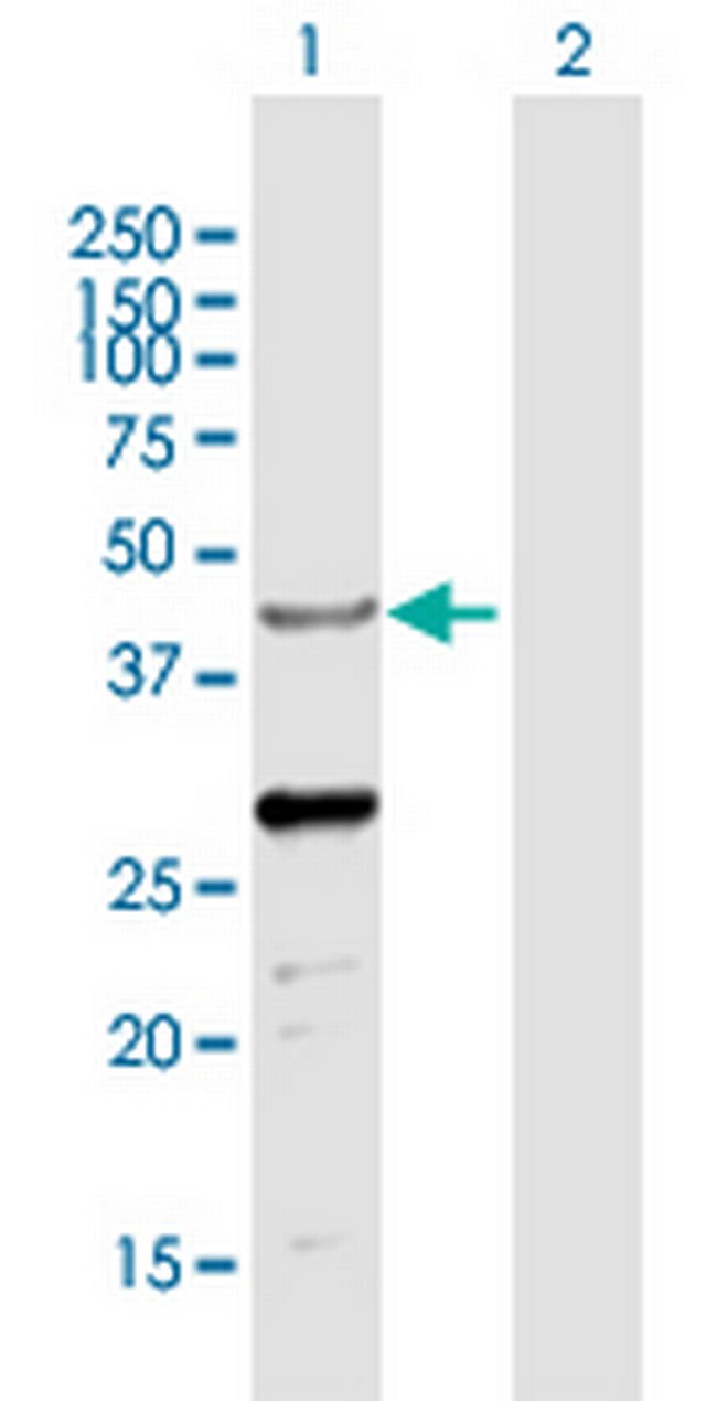 NAPSA Antibody in Western Blot (WB)