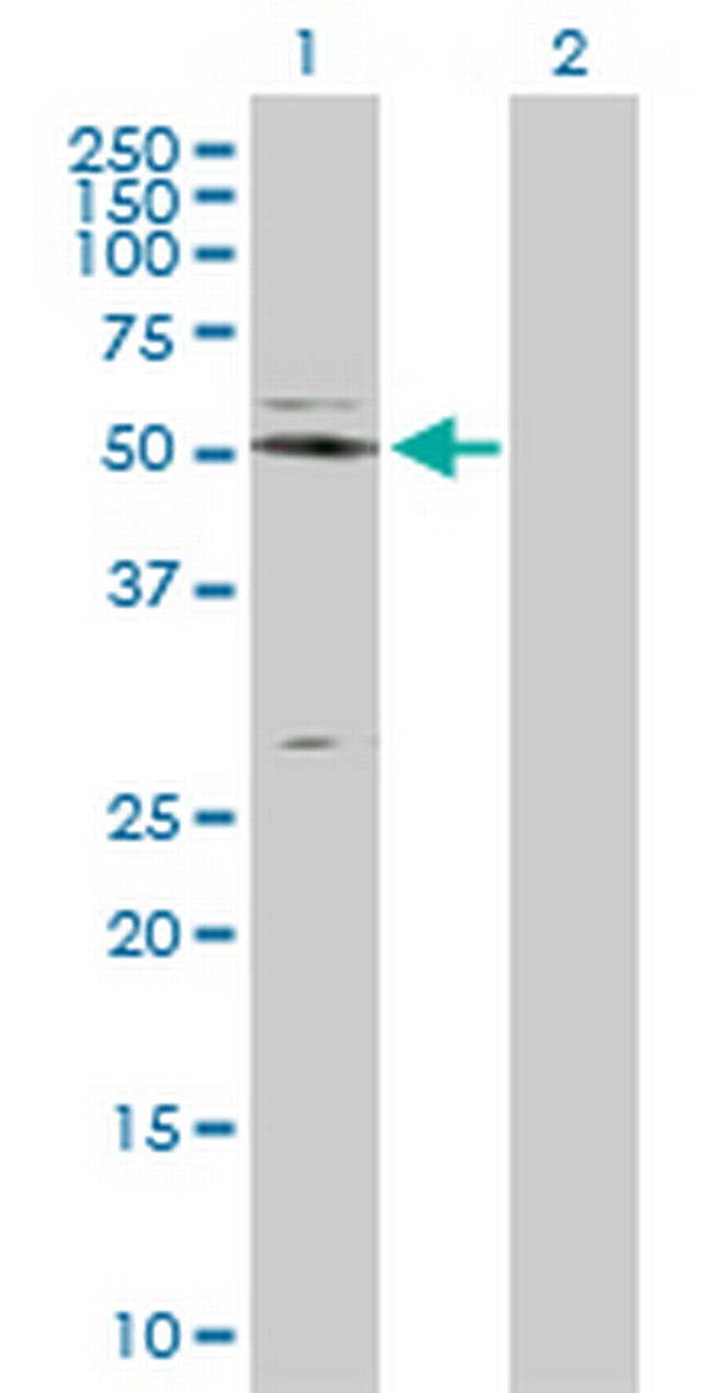 NAPSA Antibody in Western Blot (WB)