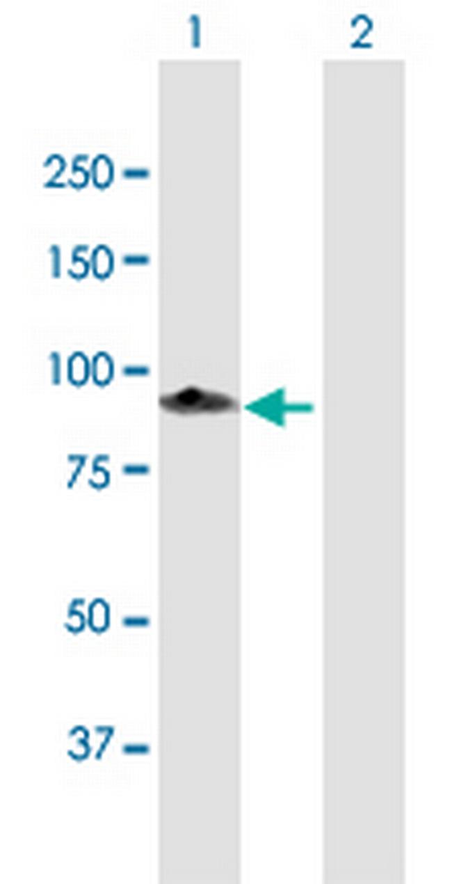 MAGED1 Antibody in Western Blot (WB)