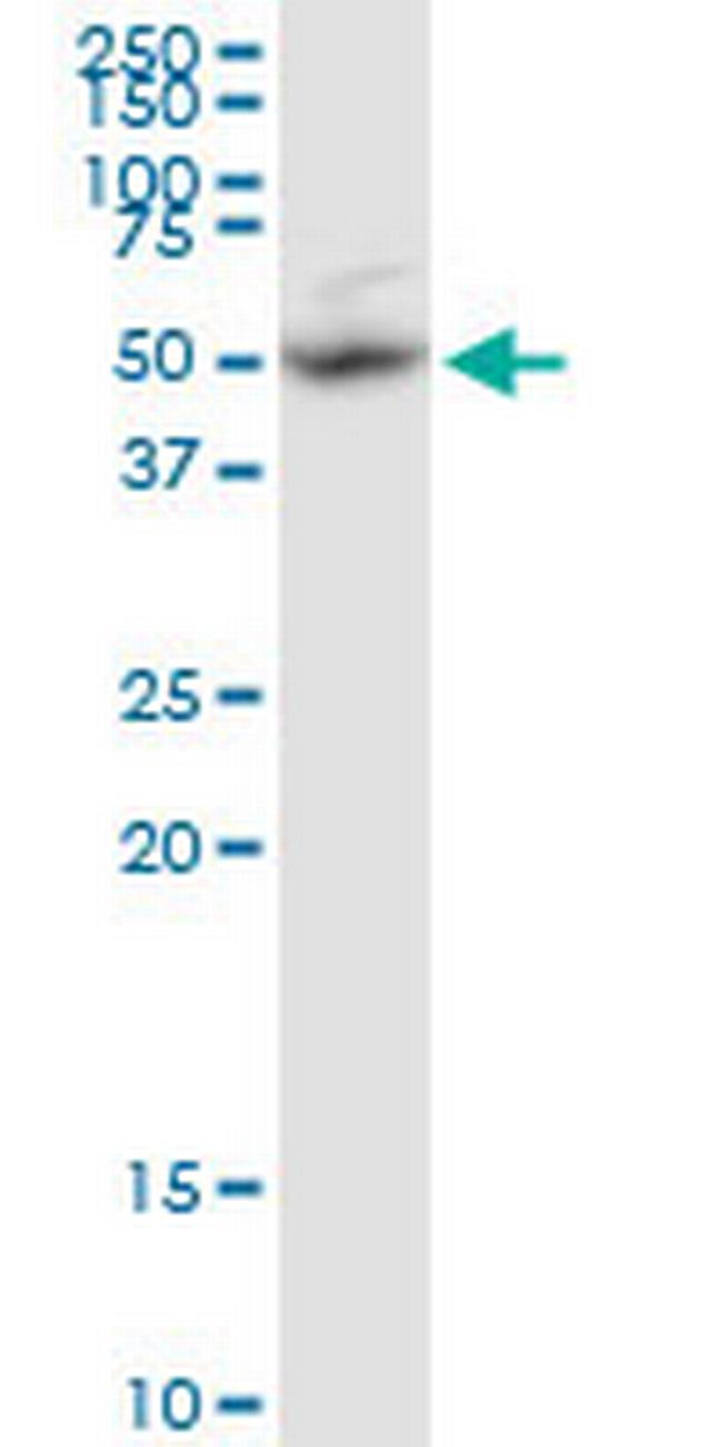 BAG5 Antibody in Western Blot (WB)