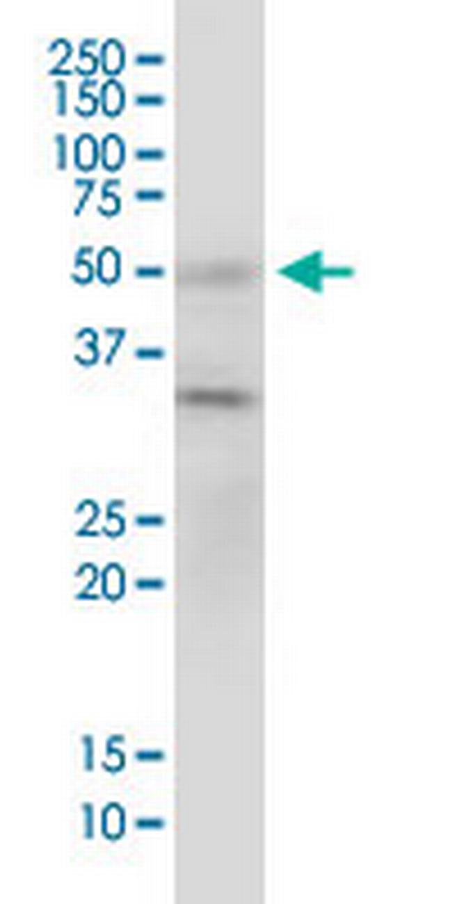 BAG5 Antibody in Western Blot (WB)