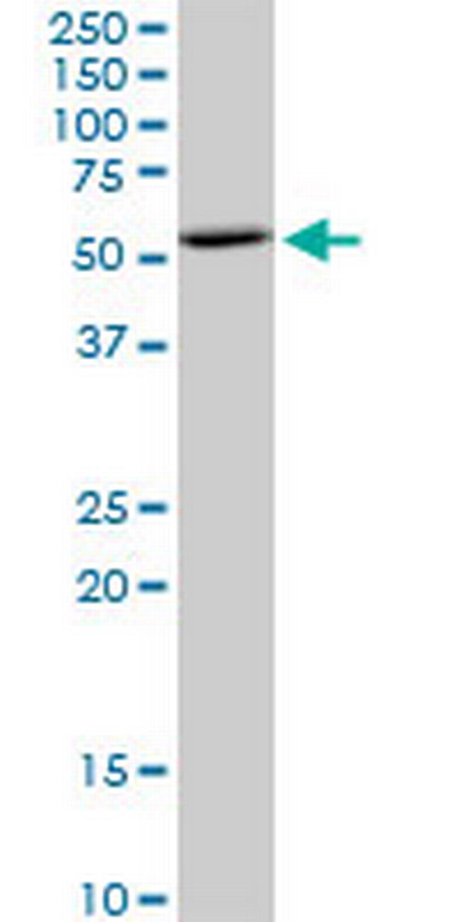BAG5 Antibody in Western Blot (WB)