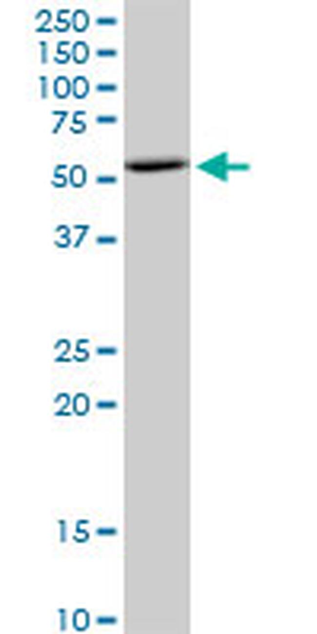 BAG5 Antibody in Western Blot (WB)