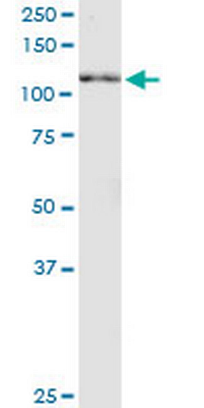 NRG2 Antibody in Western Blot (WB)
