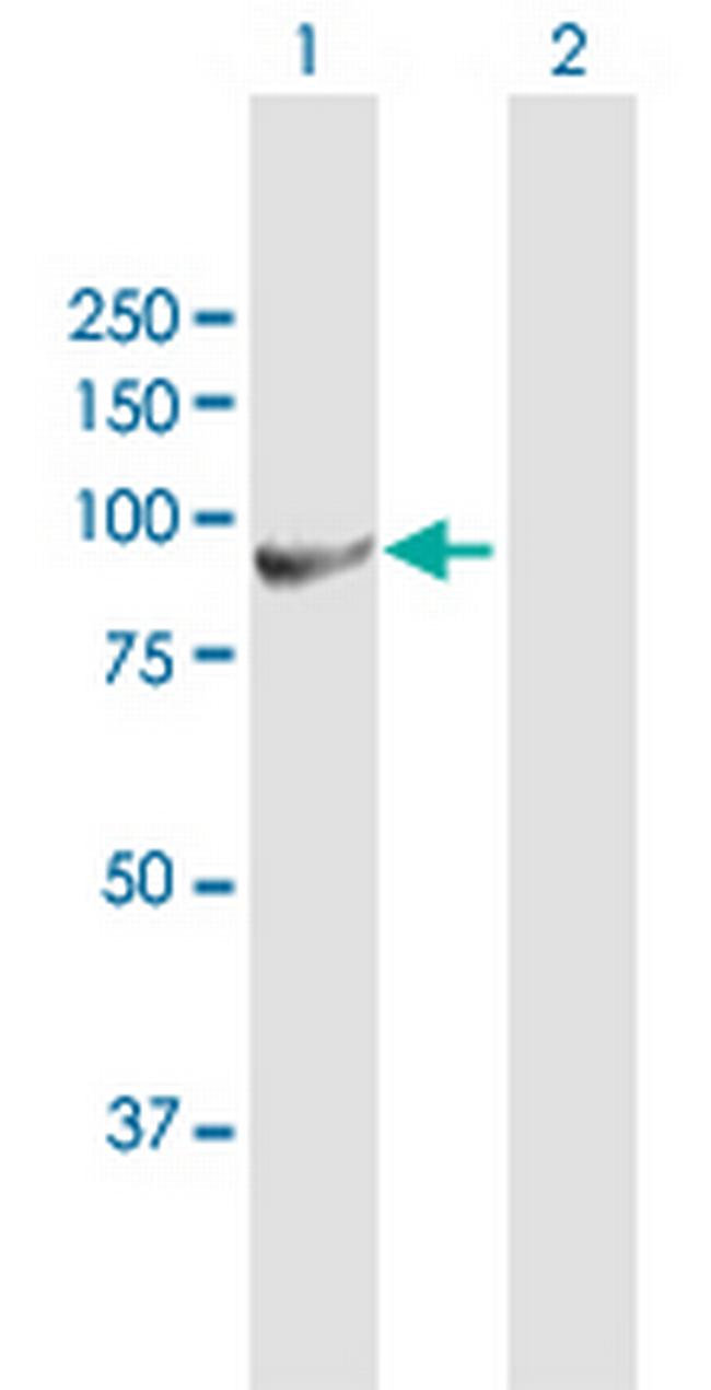 H6PD Antibody in Western Blot (WB)
