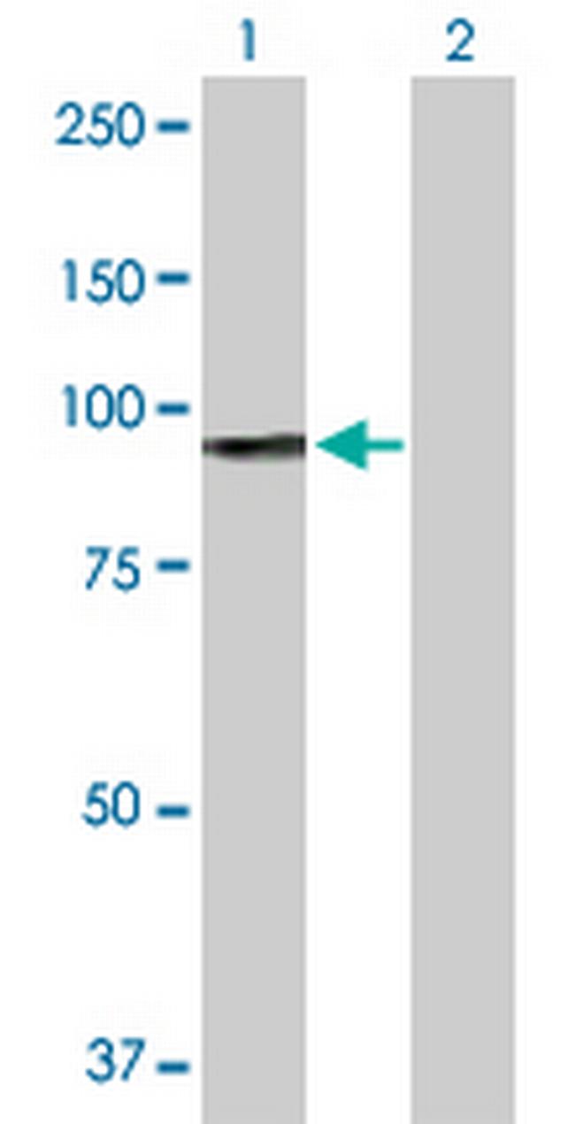 H6PD Antibody in Western Blot (WB)