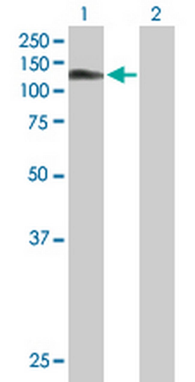 BCAR1 Antibody in Western Blot (WB)